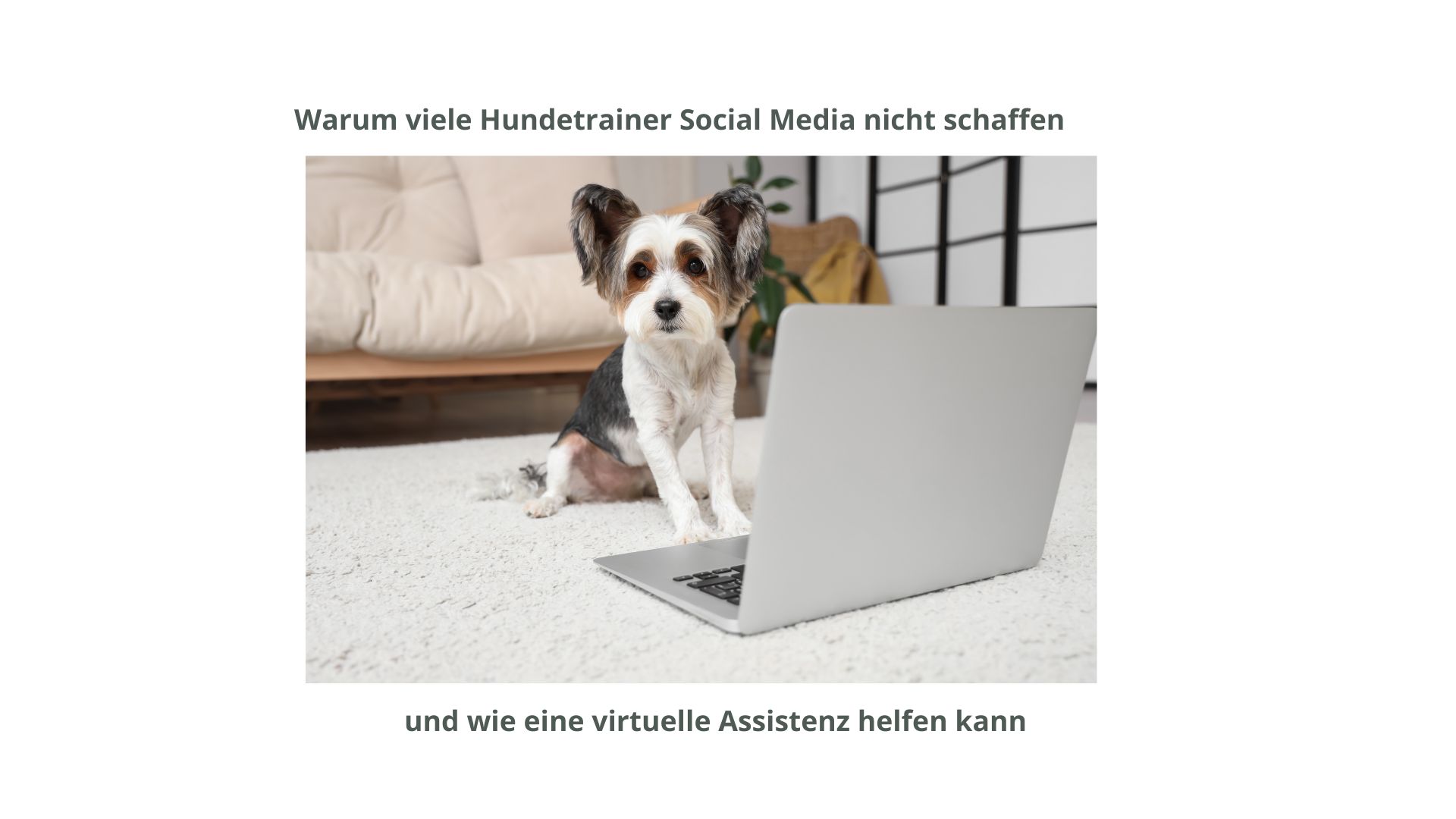 hundetrainer-social-media-problem.jpg