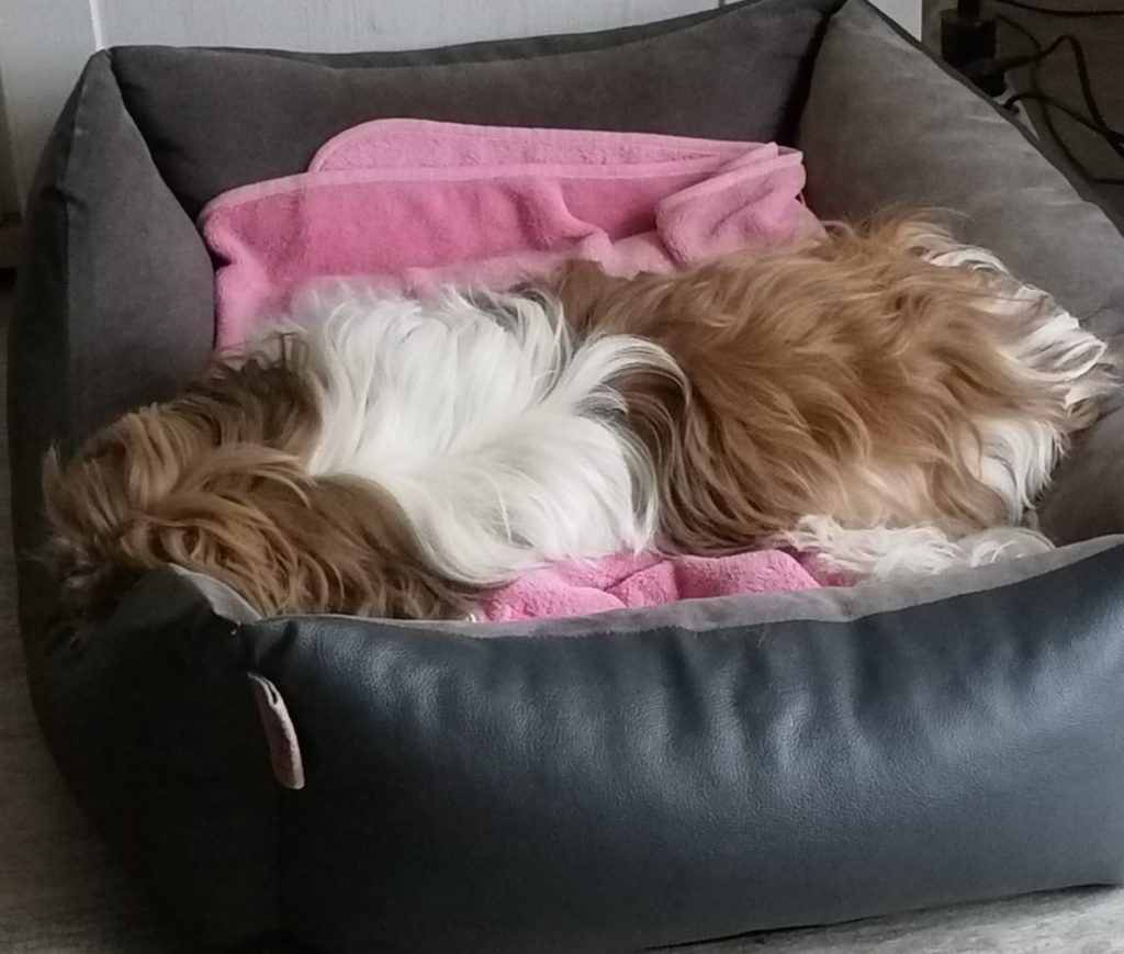 Sweety in ihrem orthopädische Körbchen