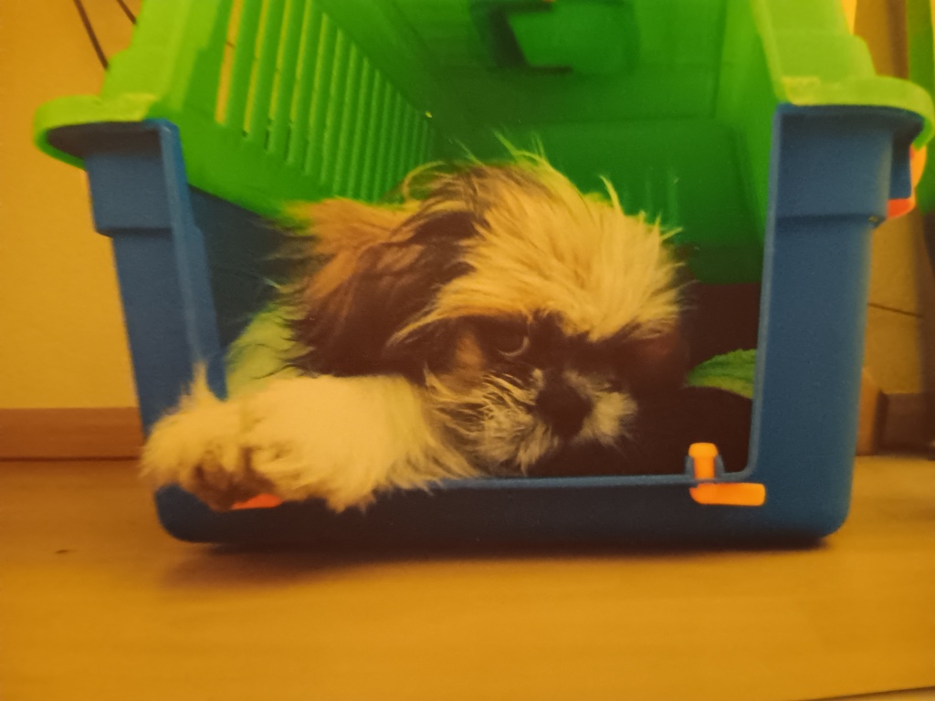 Edelgard und Sweety – Fellflüsterin und Hundepartner