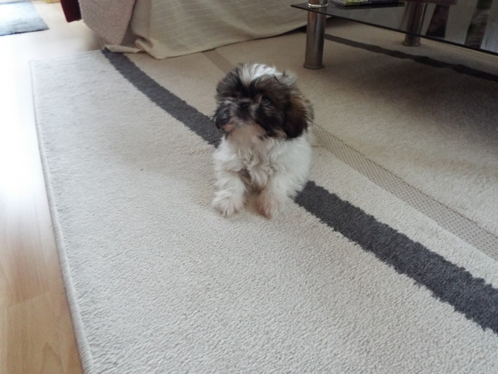 Welpenbild von Sweety