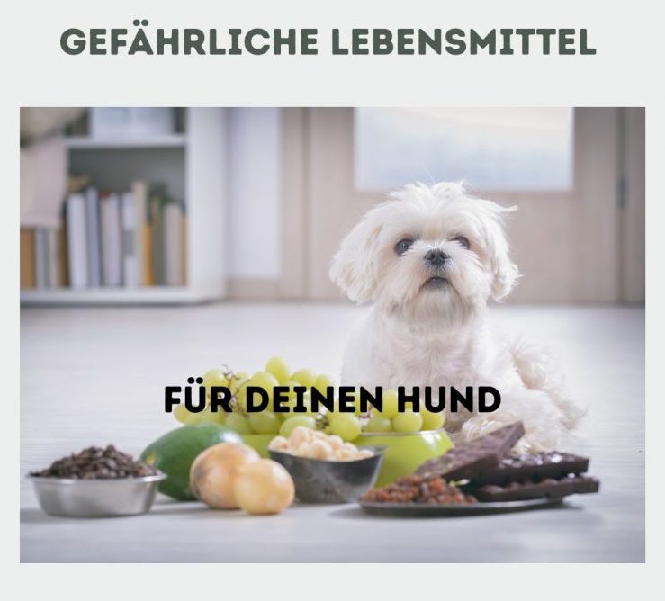Gefährliche Lebensmittel für deinen Hund